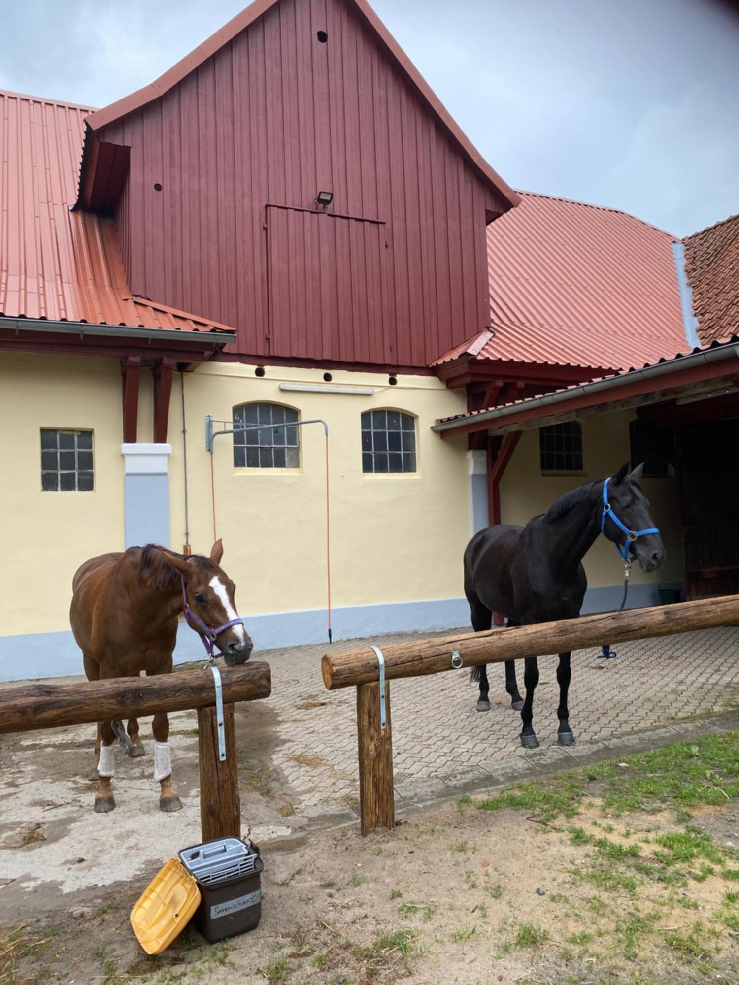 Heidegut Reitsportanlage Und Feriehus Eschede