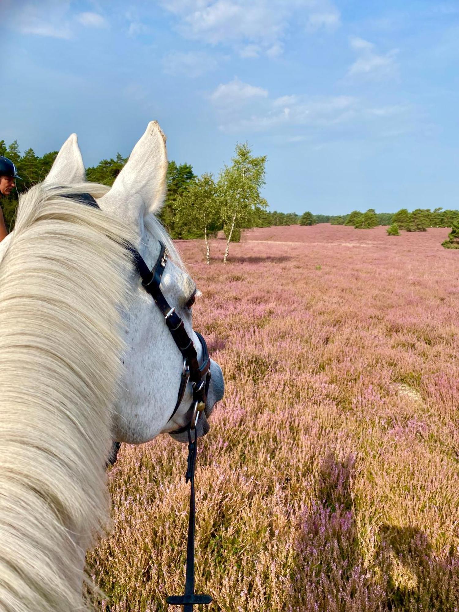 Heidegut Reitsportanlage Und * Eschede